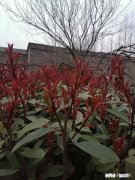 颈椎偶尔有点疼可能是与经唱车，低头看手机有关，平时如何调理