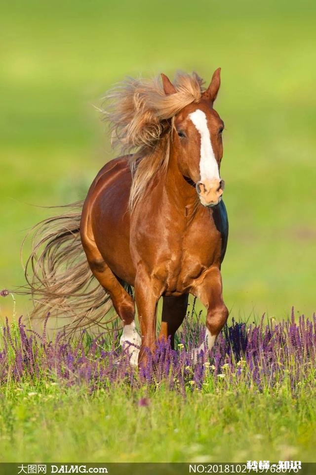 生肖马最担心什么