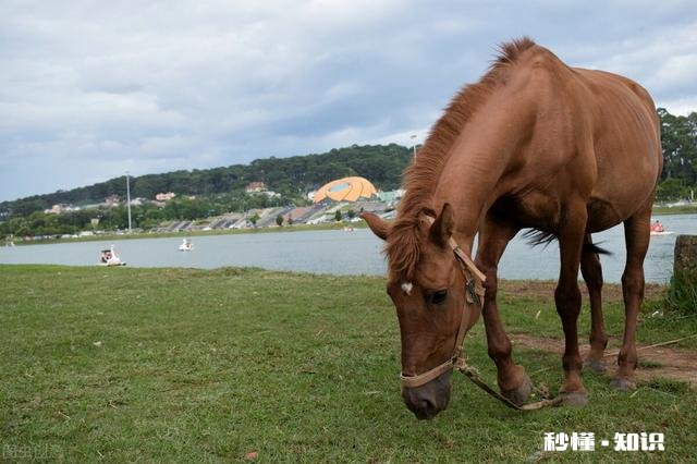 生肖马最担心什么