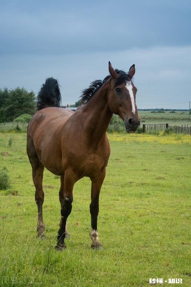生肖马最担心什么