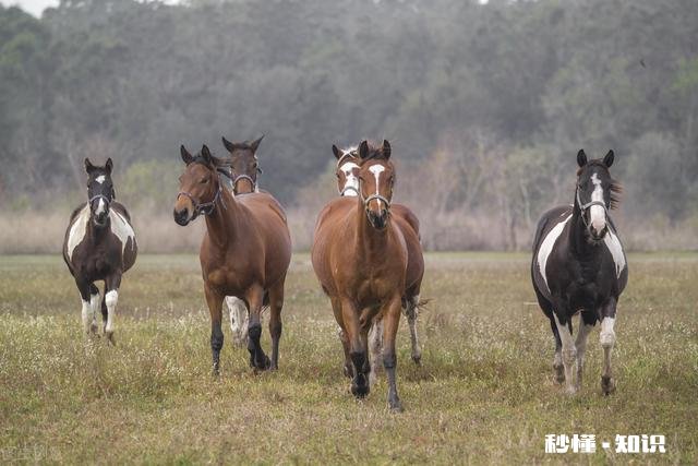 生肖马最担心什么