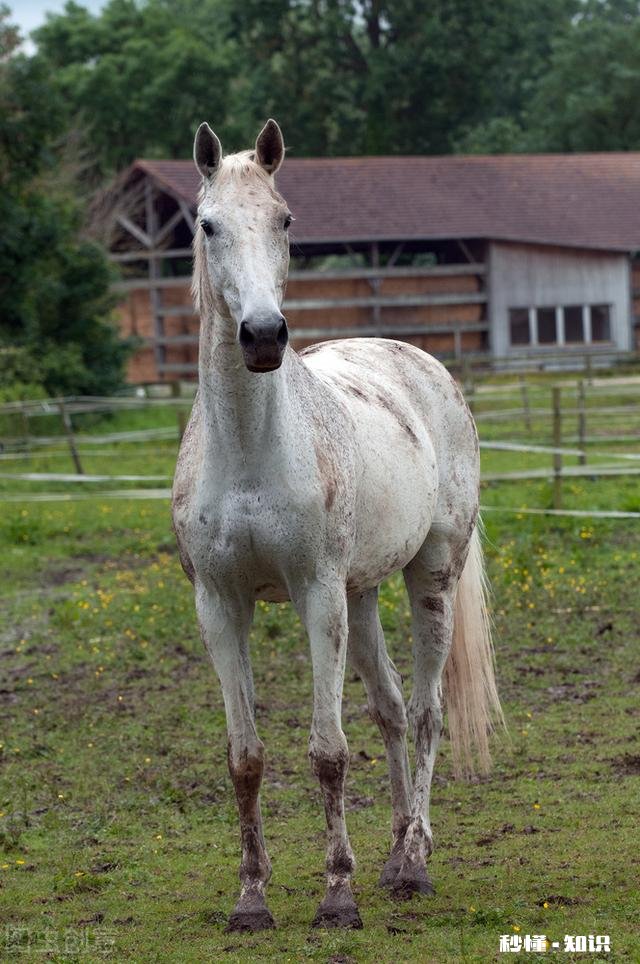 生肖马最担心什么