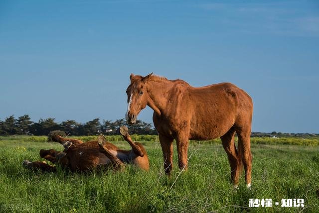 生肖马最担心什么