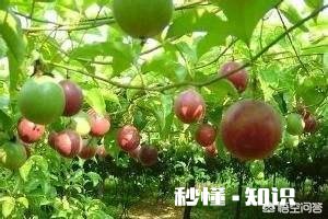 蓝冠百香果开花不结果是什么原因
