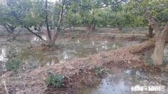 六月苹果园是否可以深耕