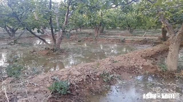 六月苹果园是否可以深耕