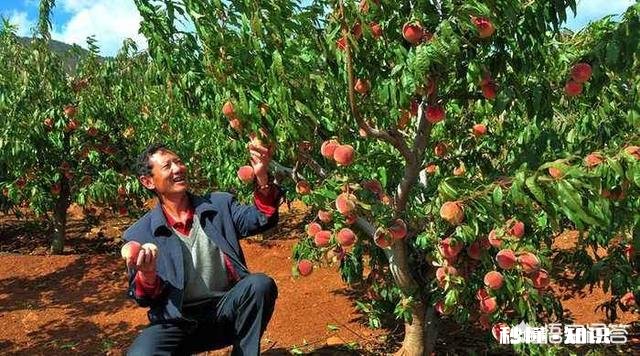 六月苹果园是否可以深耕