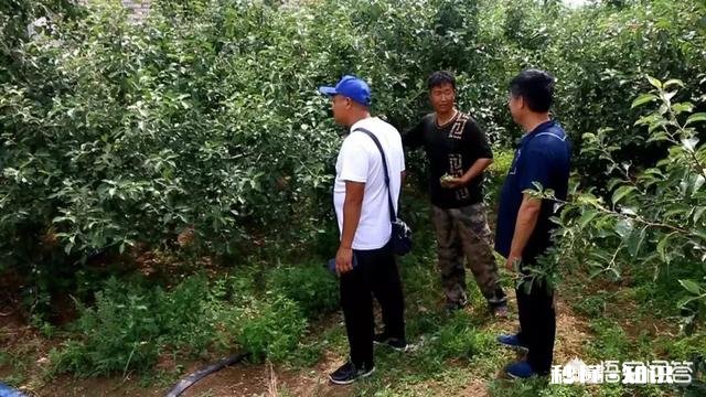 六月苹果园是否可以深耕