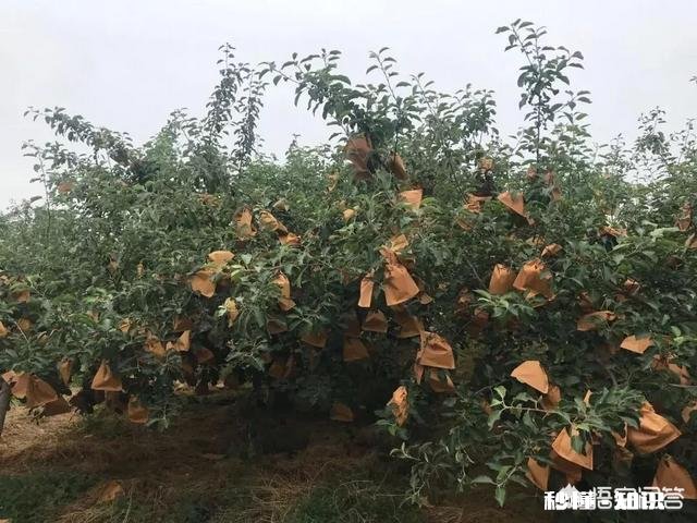 六月苹果园是否可以深耕