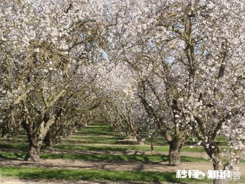 六月苹果园是否可以深耕