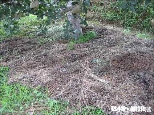 六月苹果园是否可以深耕