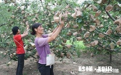 六月苹果园是否可以深耕