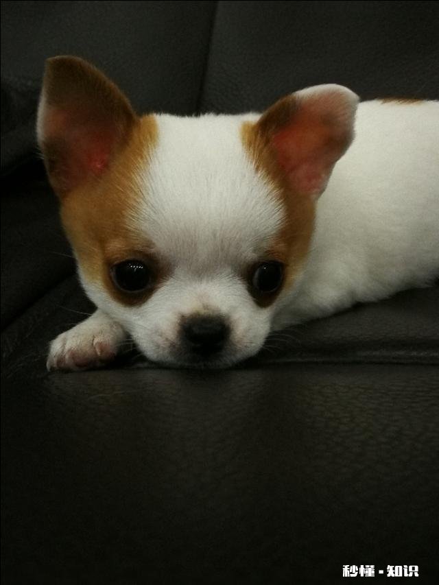 你为什么讨厌吉娃娃