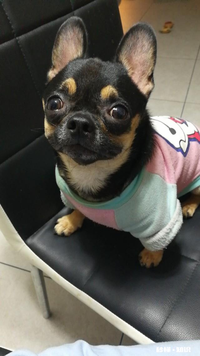 你为什么讨厌吉娃娃