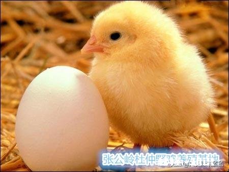 秋夏换季养鸡需要预防哪些疾病