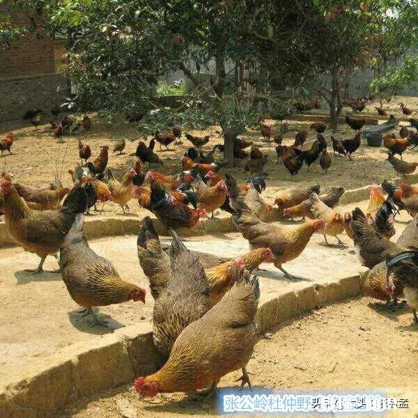 秋夏换季养鸡需要预防哪些疾病