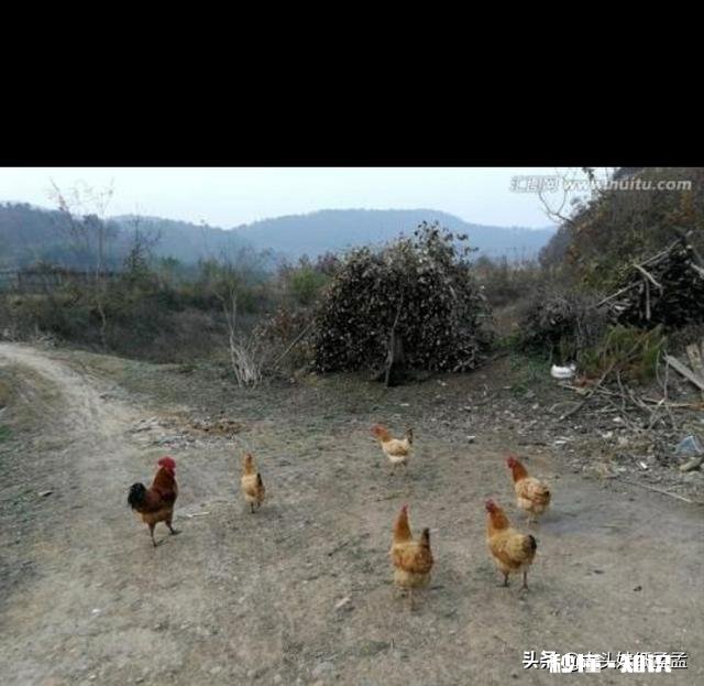 秋夏换季养鸡需要预防哪些疾病