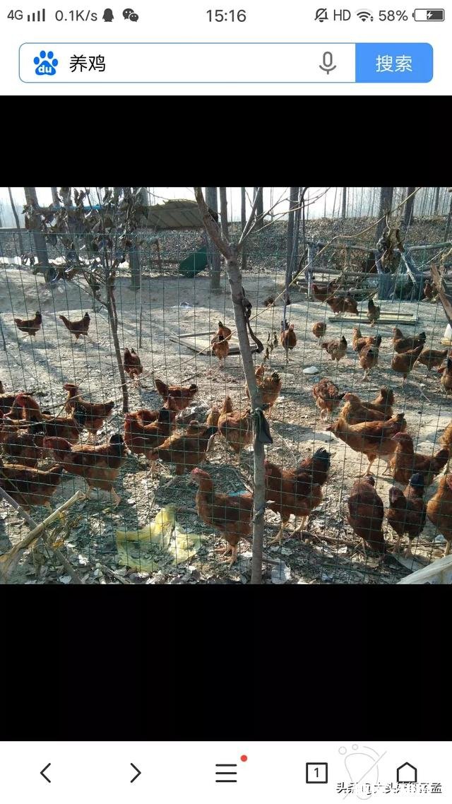 秋夏换季养鸡需要预防哪些疾病