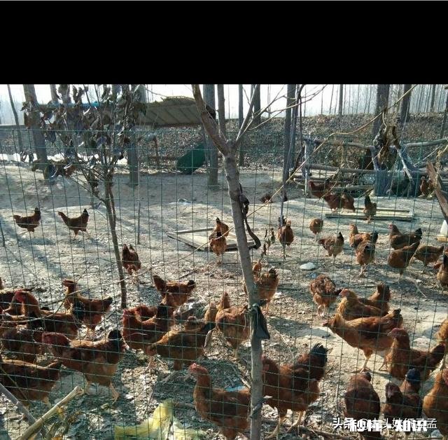 秋夏换季养鸡需要预防哪些疾病