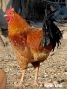 秋夏换季养鸡需要预防哪些疾病