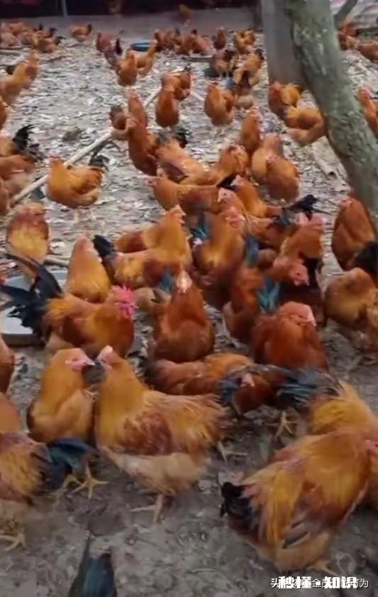 哪道菜才是过年年夜饭最该吃的菜