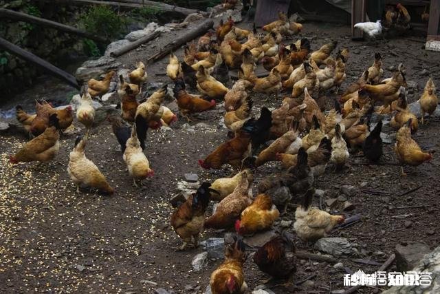 城里人买不到真正的土鸡，农民养的土鸡有卖不上价格这个问题有没有解决的办法