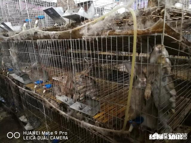 城里人买不到真正的土鸡，农民养的土鸡有卖不上价格这个问题有没有解决的办法