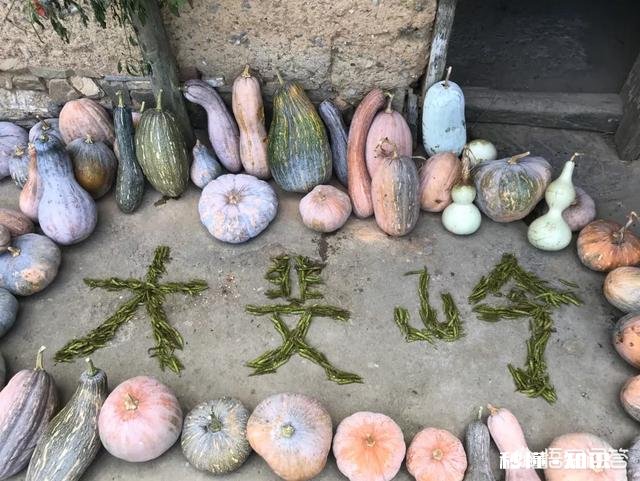 城里人买不到真正的土鸡，农民养的土鸡有卖不上价格这个问题有没有解决的办法