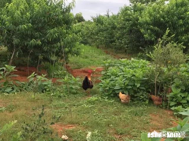 城里人买不到真正的土鸡，农民养的土鸡有卖不上价格这个问题有没有解决的办法