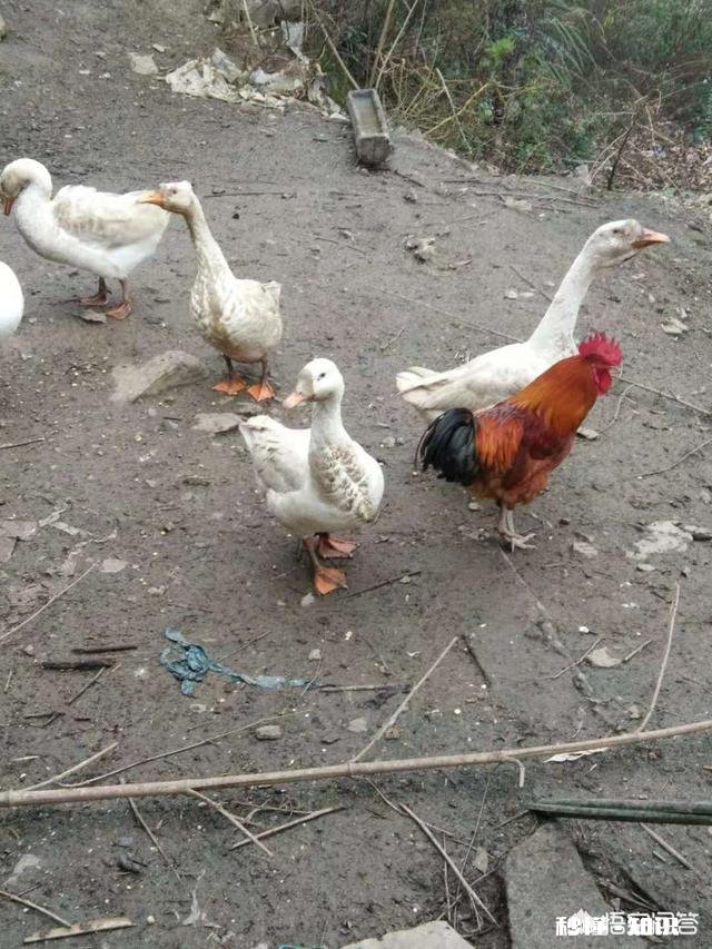 城里人买不到真正的土鸡，农民养的土鸡有卖不上价格这个问题有没有解决的办法