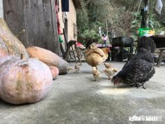 城里人买不到真正的土鸡，农民养的土鸡有卖不上价格这个问题有没有解决的办法