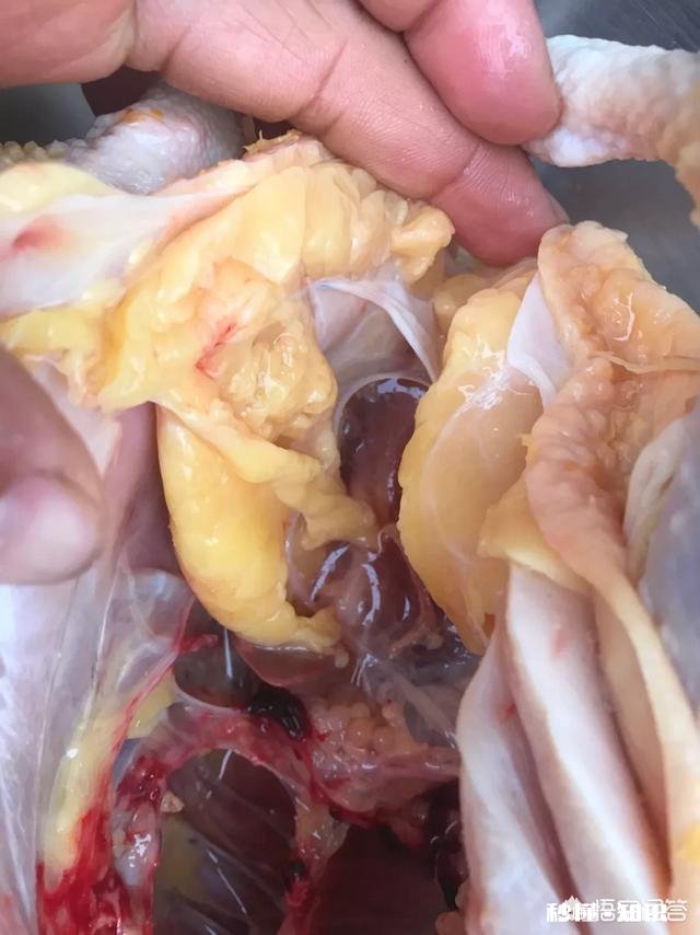 城里人买不到真正的土鸡，农民养的土鸡有卖不上价格这个问题有没有解决的办法