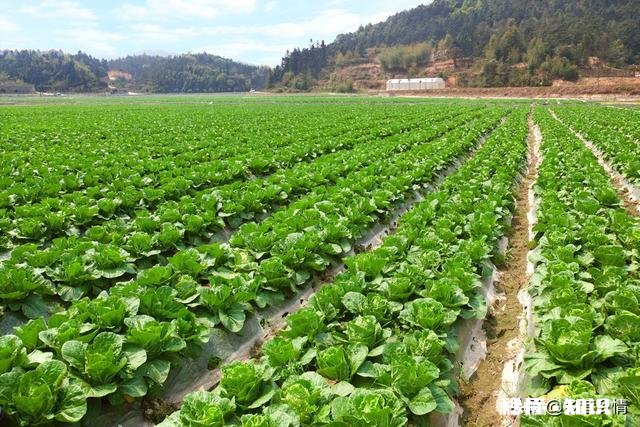 雨水后春分前能露地种小白菜吗为什么