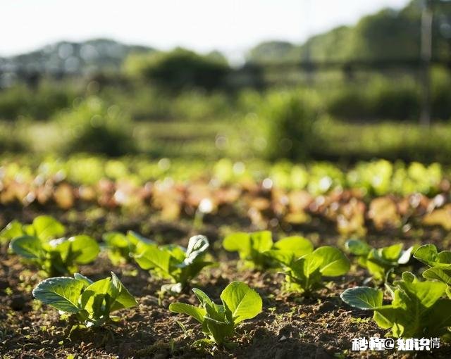 雨水后春分前能露地种小白菜吗为什么