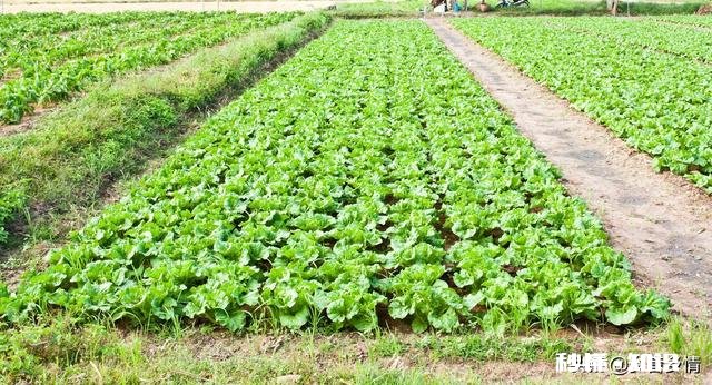 雨水后春分前能露地种小白菜吗为什么