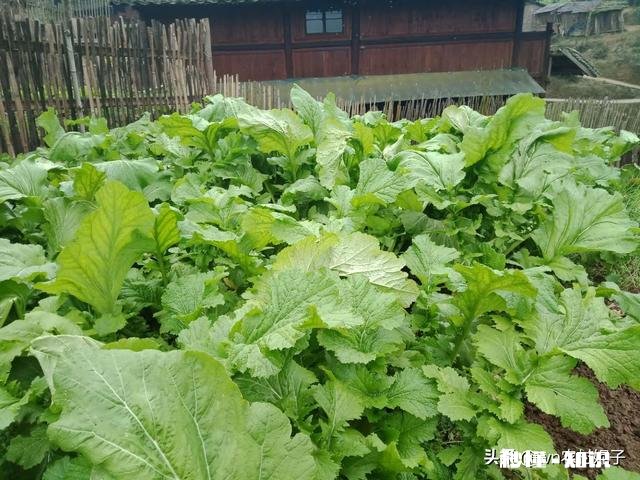 雨水后春分前能露地种小白菜吗为什么