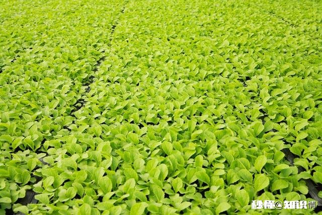 雨水后春分前能露地种小白菜吗为什么