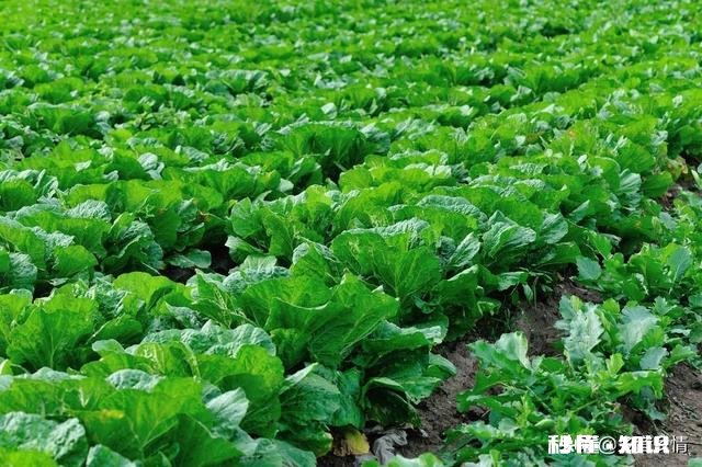 雨水后春分前能露地种小白菜吗为什么