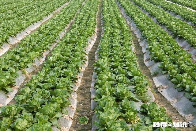 雨水后春分前能露地种小白菜吗为什么