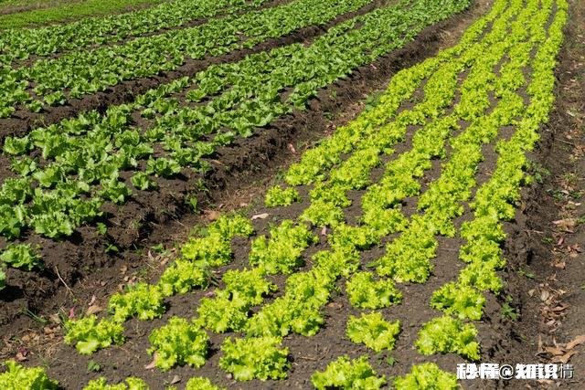 雨水后春分前能露地种小白菜吗为什么