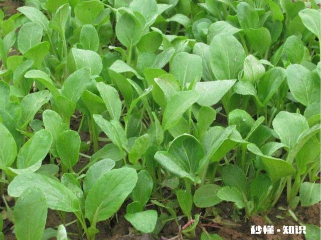 雨水后春分前能露地种小白菜吗为什么
