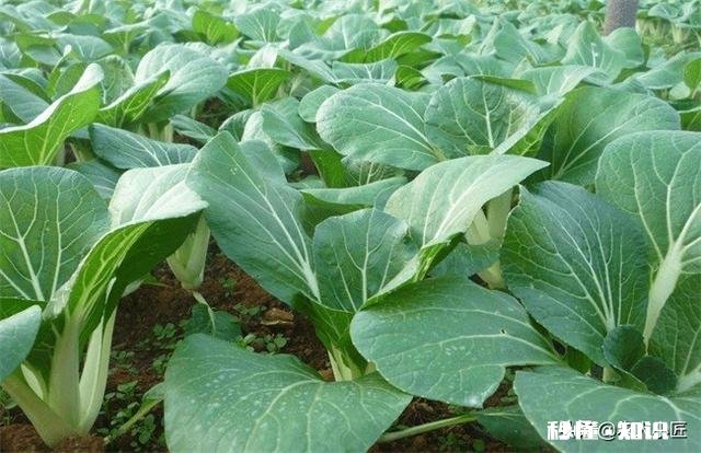 雨水后春分前能露地种小白菜吗为什么