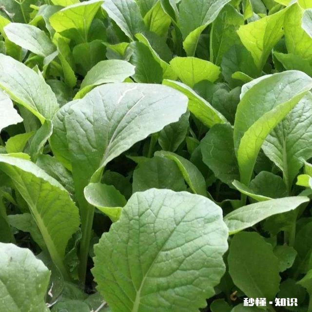 雨水后春分前能露地种小白菜吗为什么