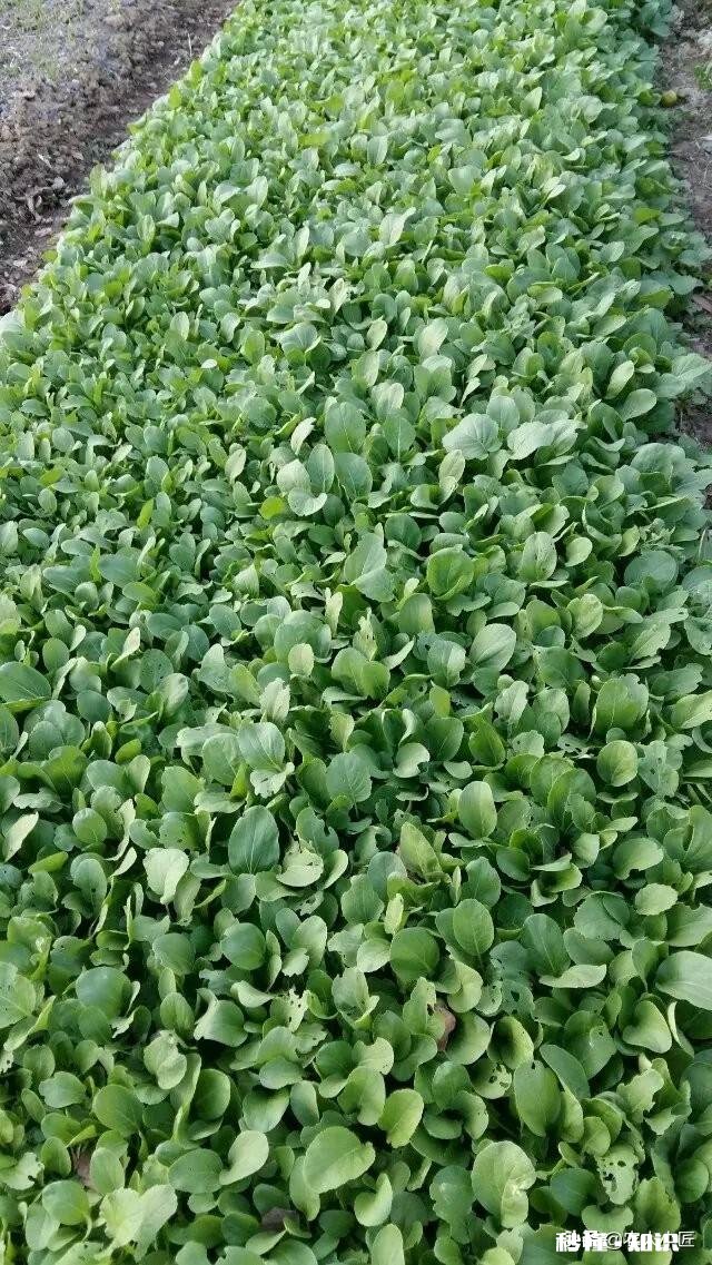雨水后春分前能露地种小白菜吗为什么