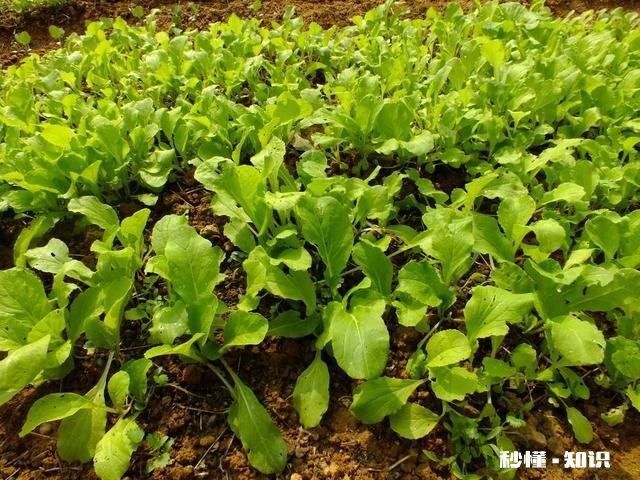 雨水后春分前能露地种小白菜吗为什么