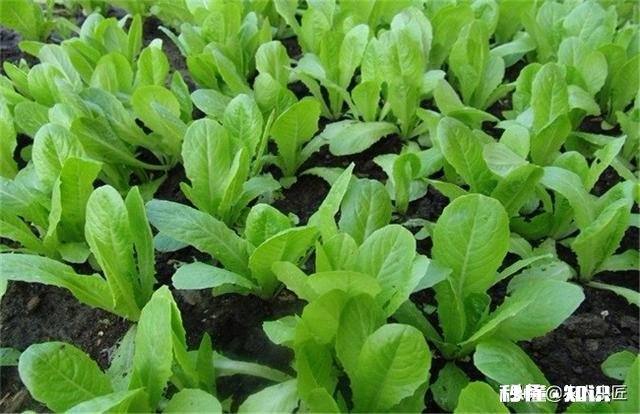 雨水后春分前能露地种小白菜吗为什么