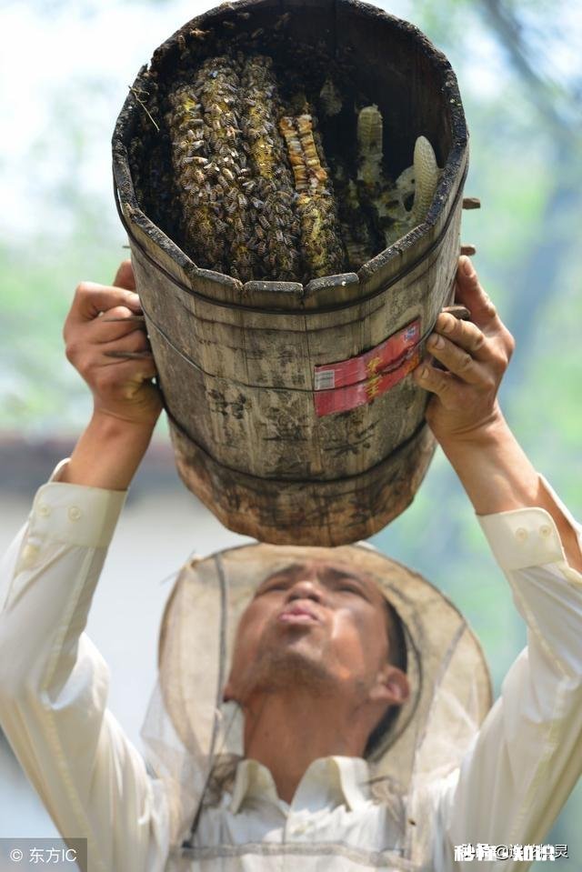 我想买蜂蜜，意蜂蜜好还是土蜂蜜好，可介绍推荐下好吗