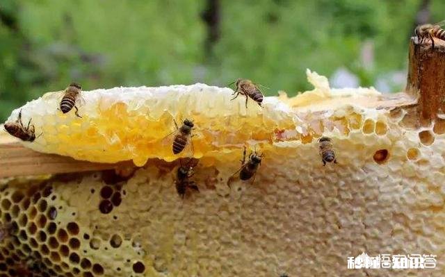 我想买蜂蜜，意蜂蜜好还是土蜂蜜好，可介绍推荐下好吗