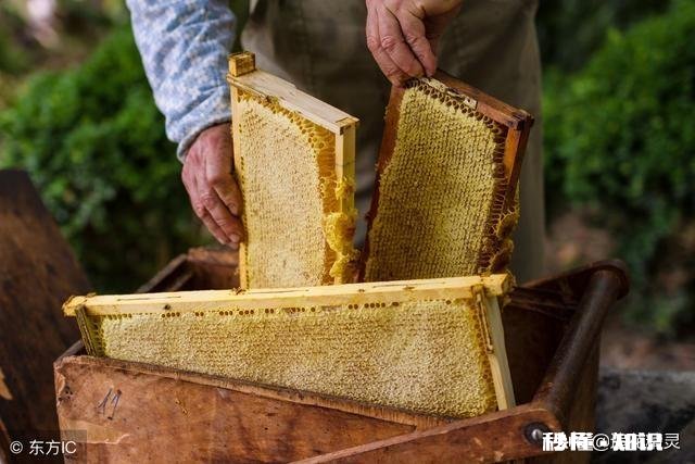 我想买蜂蜜，意蜂蜜好还是土蜂蜜好，可介绍推荐下好吗