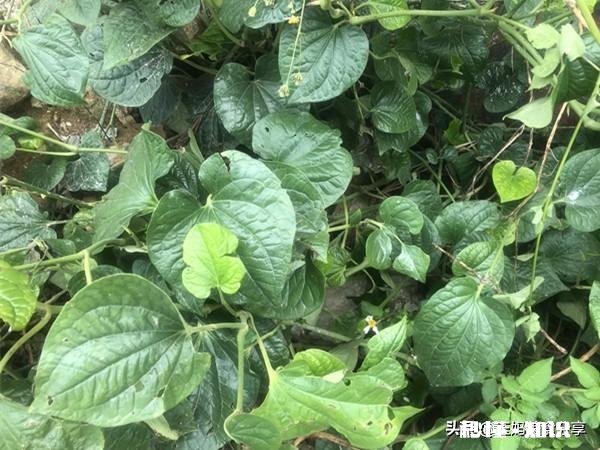 炒田螺放不放姜为什么